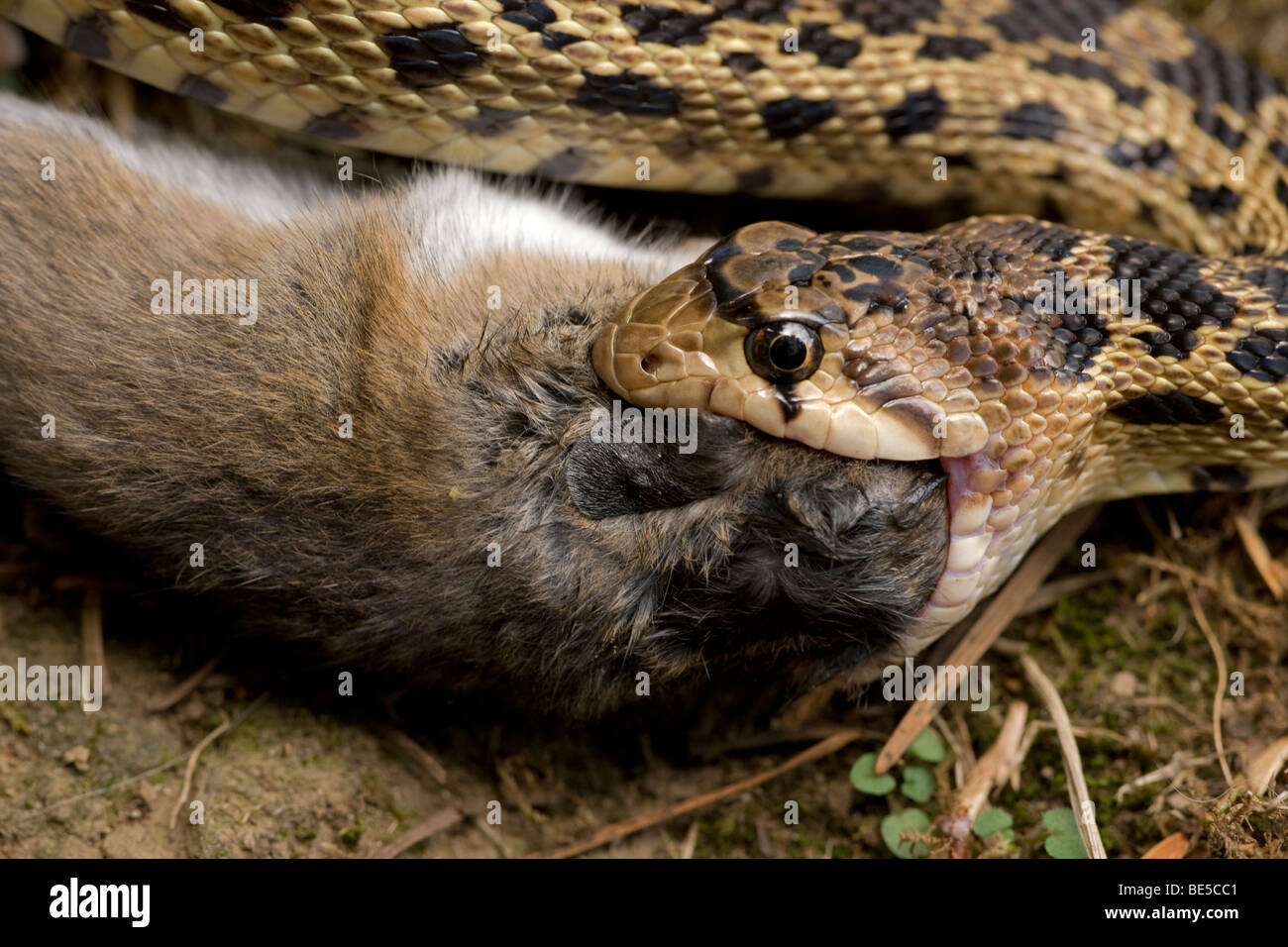 Pacific Gopher Snake Eating Mouse (Pituophis catenifer catenifer