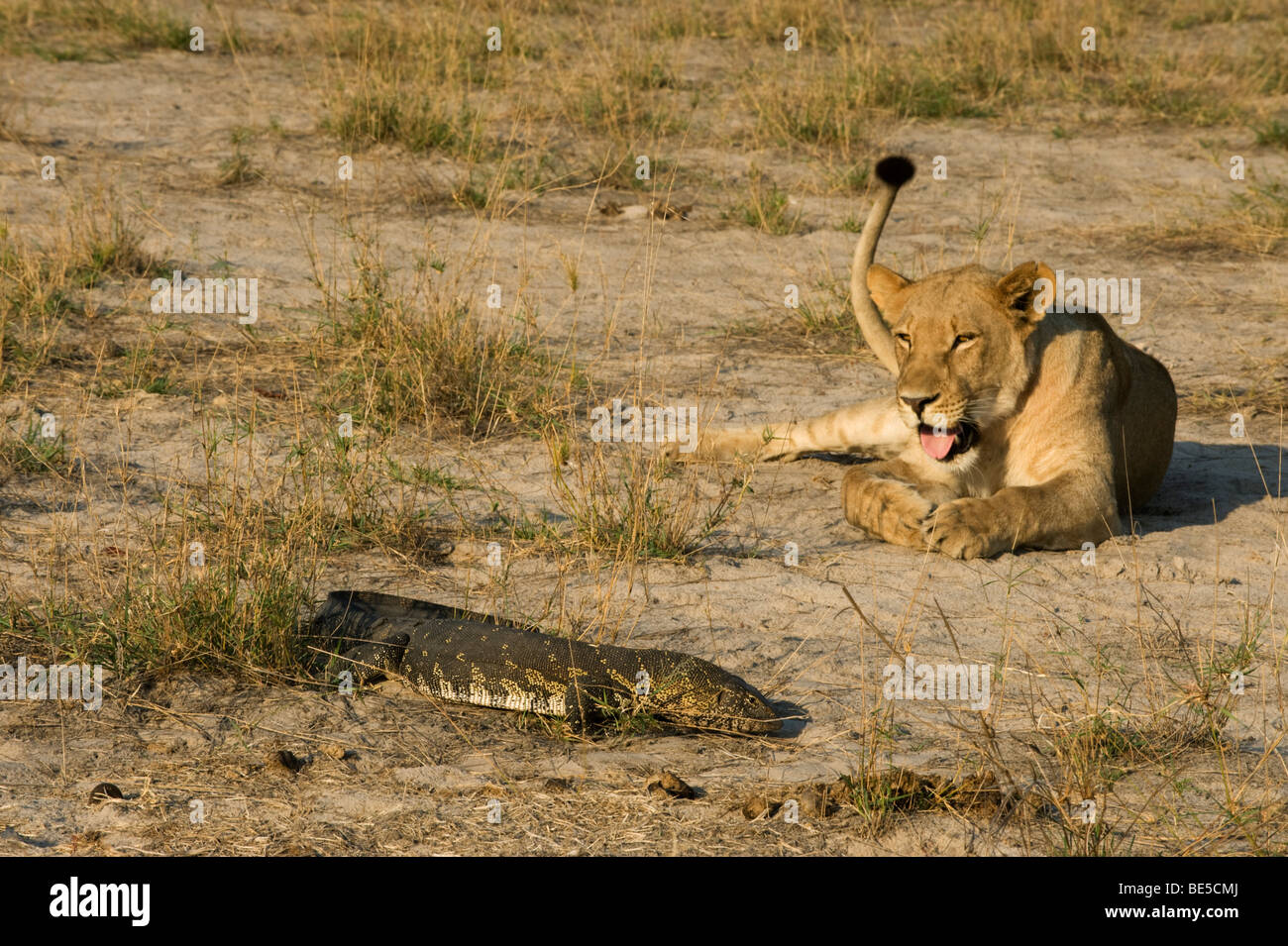 Lion (Panthero leo) observing a Nile monitor lizard (Vanellus niloticus), Okavango Delta, Botswana Stock Photo