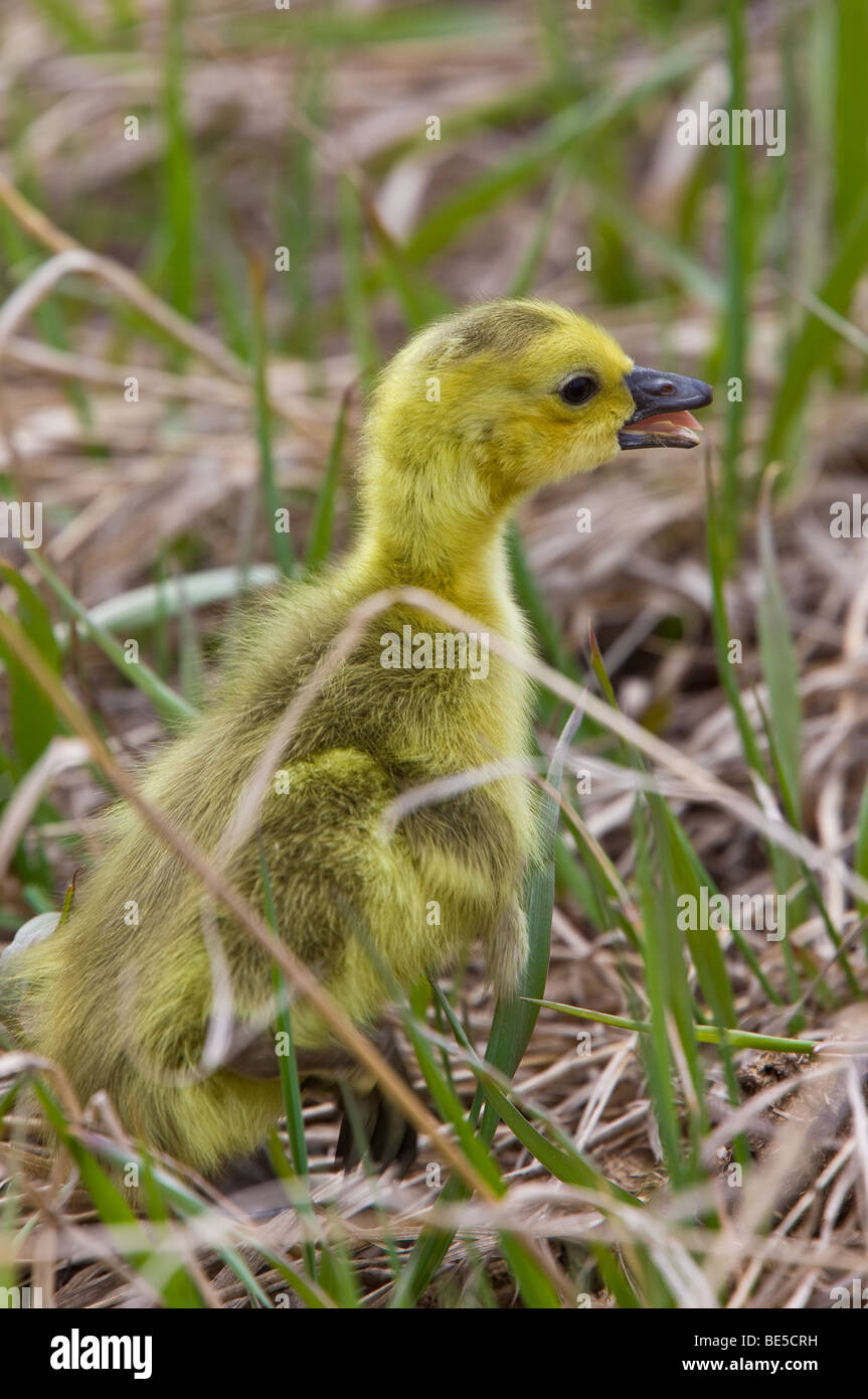 Baby Geese Goslings in Grass Saskatchewan Stock Photo