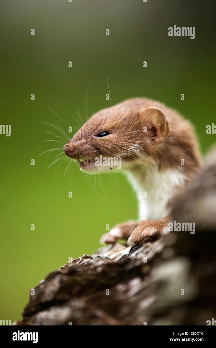 weasel; Mustela nivalis; cornwall Stock Photo