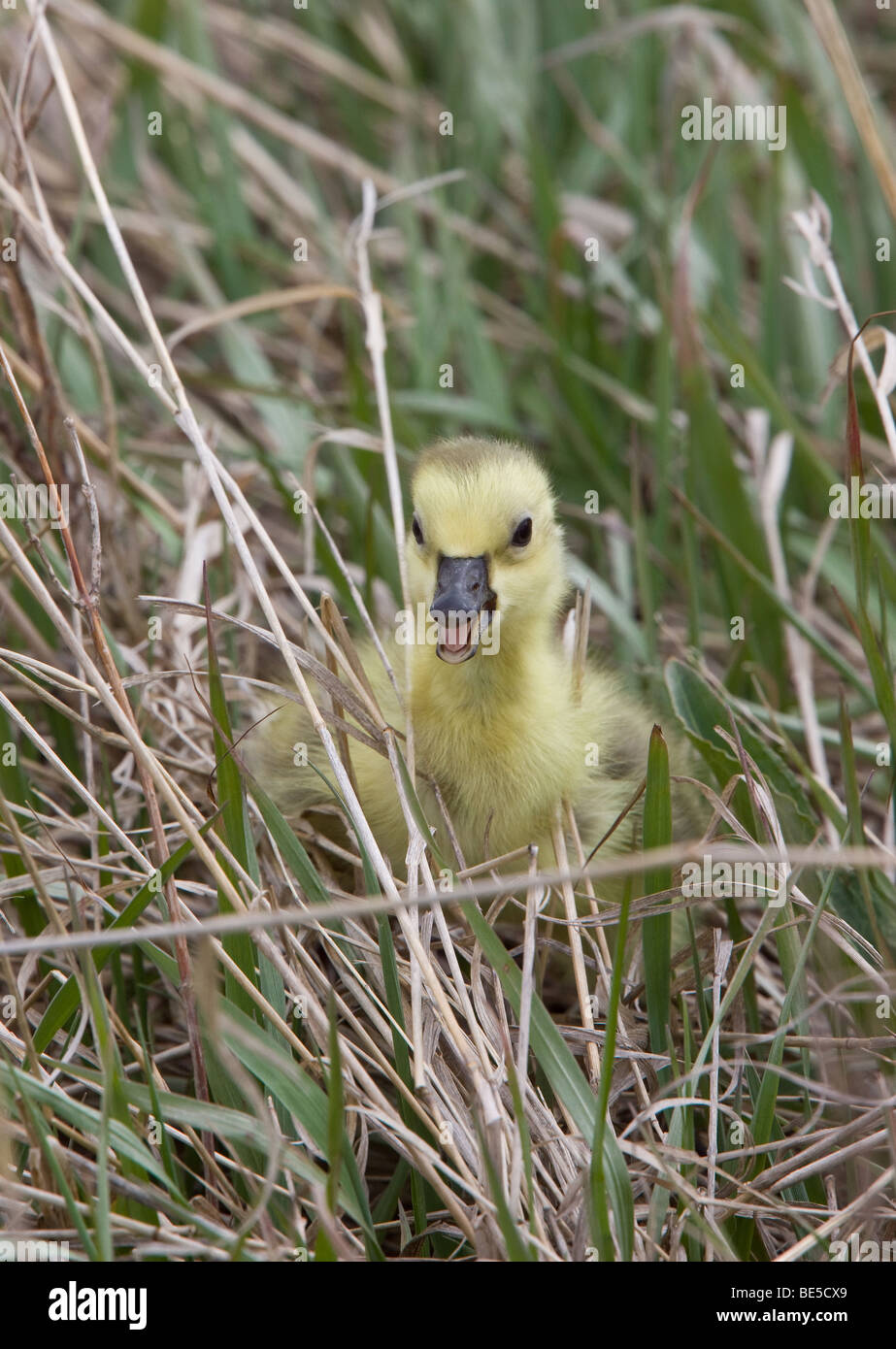 Baby Geese Goslings in Grass Saskatchewan Stock Photo