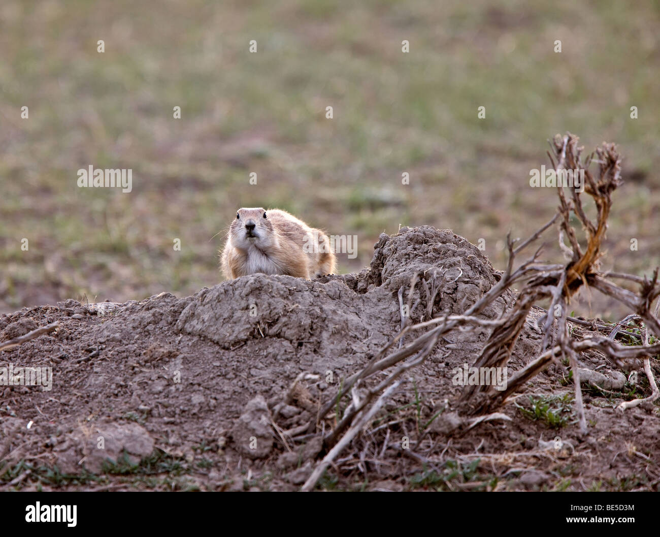 Prairie Dog in the Grasslands Saskatchewan Stock Photo Alamy