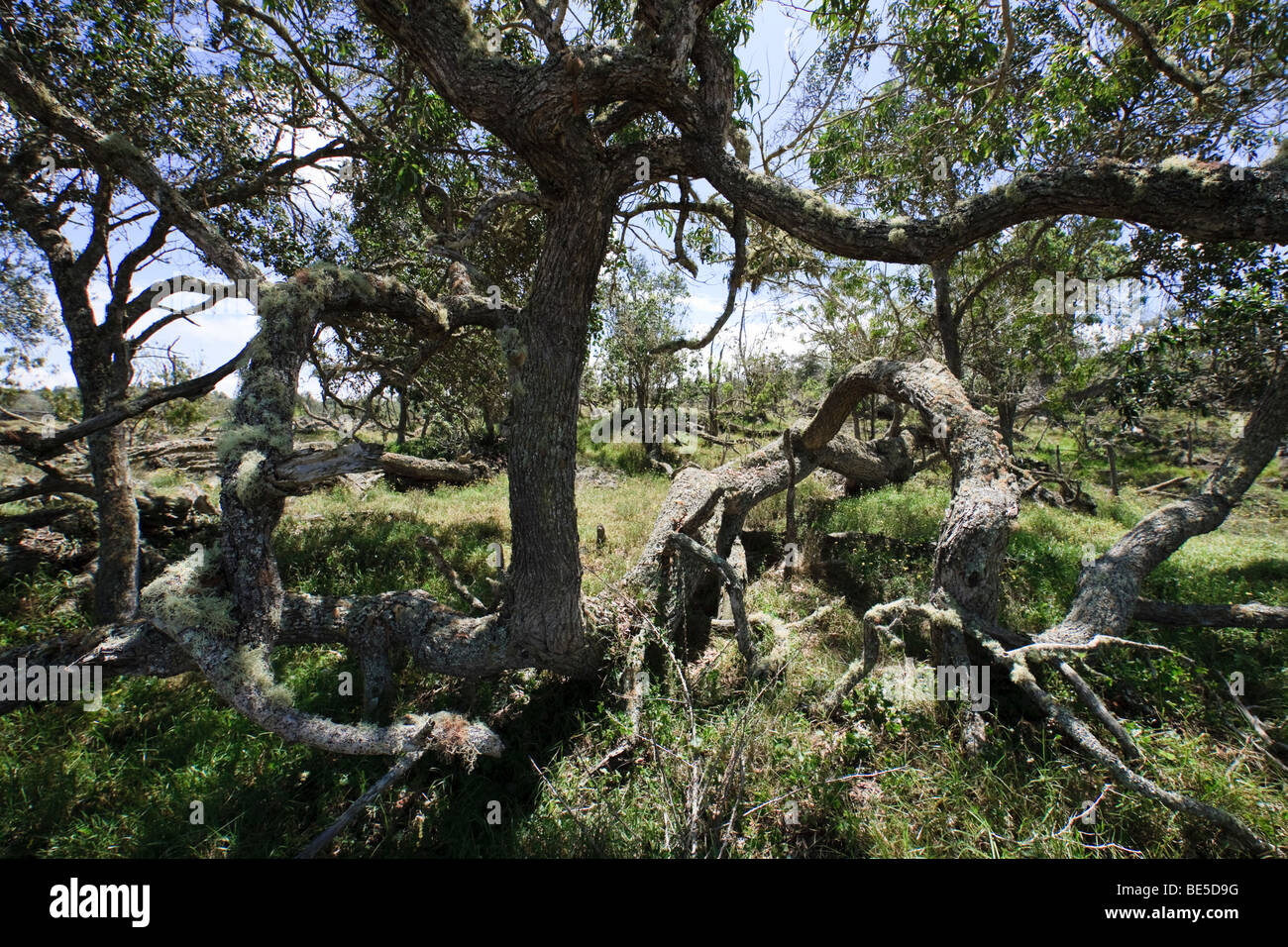 Koa trees (Acacia koa) at about 4000 foot elevation on private ranch land in South Kona, Hawaii Stock Photo