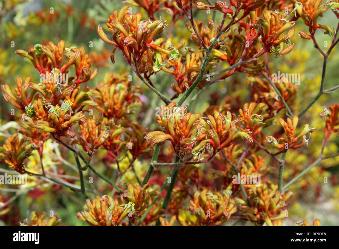 Kangaroo Paws, Anigozanthos sp., Haemodoraceae, Western Australia. Kangaroo Paws are Pollinated by Birds. Stock Photo