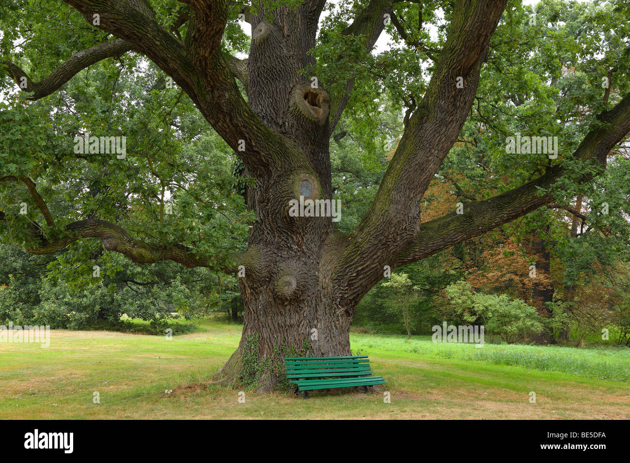 Very old oak tree Quercus robur Stock Photo