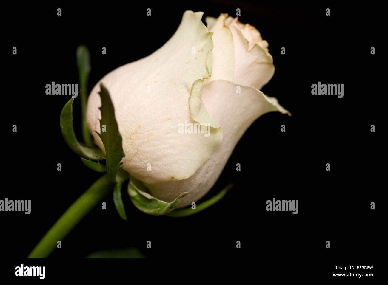 White rose hi-res stock photography and images - Alamy