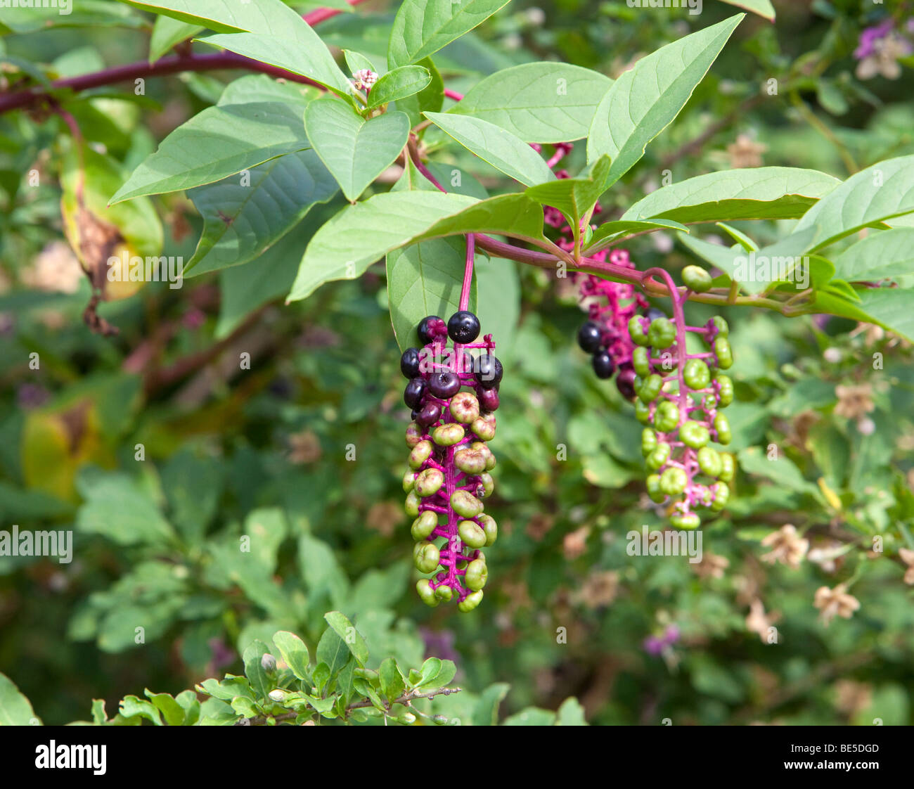 Pokeweed Family Phytolaccaceae Phytolacca decandra with purple and green berries. Stock Photo