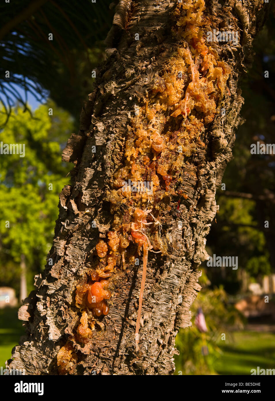 AVALON, CA, USA - Tree sap, Santa Catalina Island Stock Photo
