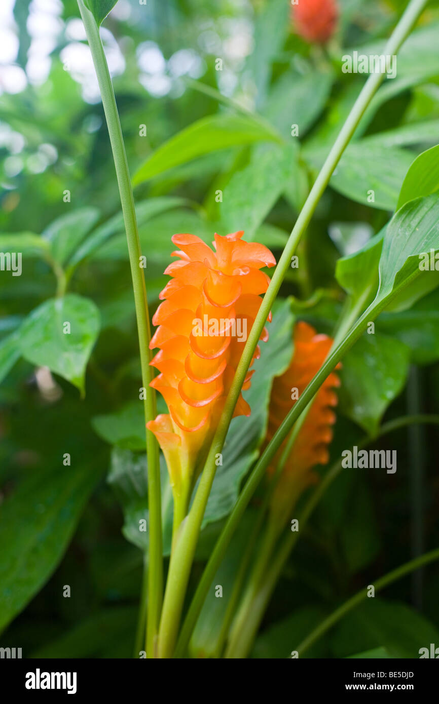 Plants at The Royal Botanical Gardens, Edinburgh Stock Photo Alamy