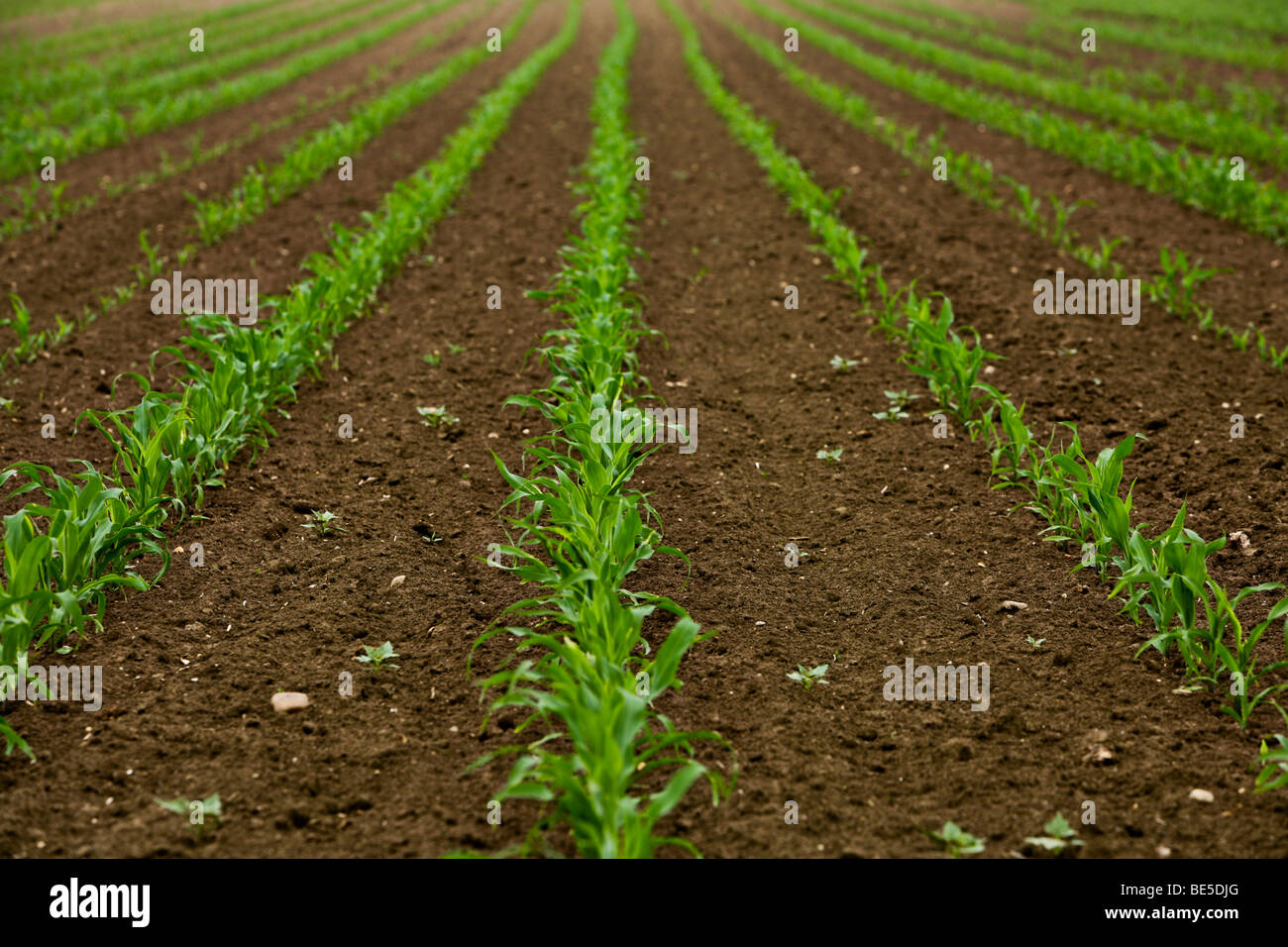 Maize field in springtime Stock Photo - Alamy