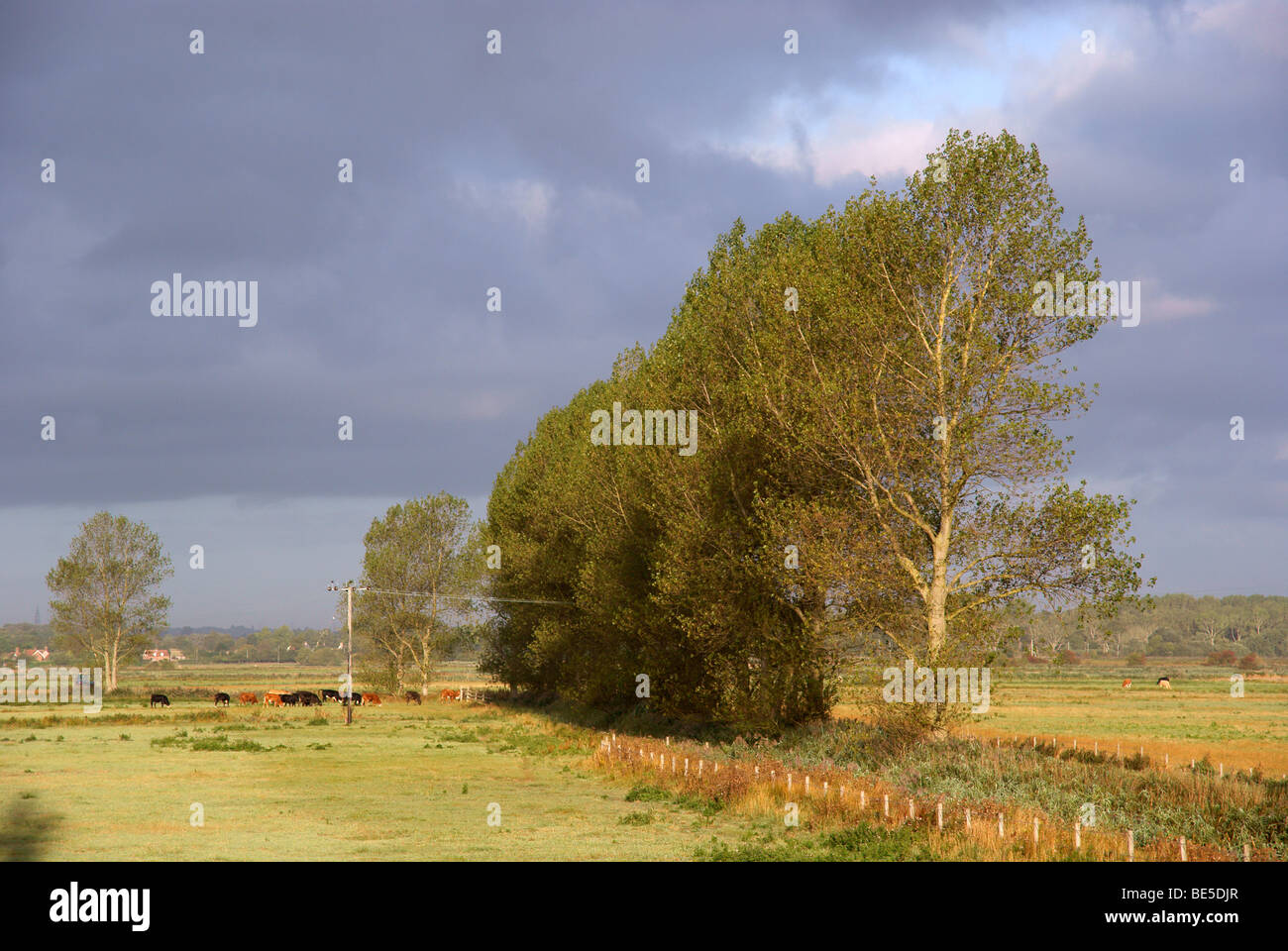 Morning sunlight on marshland near the river Yare Stock Photo