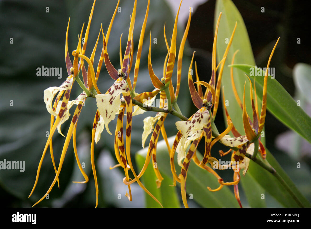 Spider Orchid, Brassia 'Chieftain', Orchidaceae, Oncidiinae, Cymbidieae. South Florida, the West-Indies and tropical South America. Stock Photo