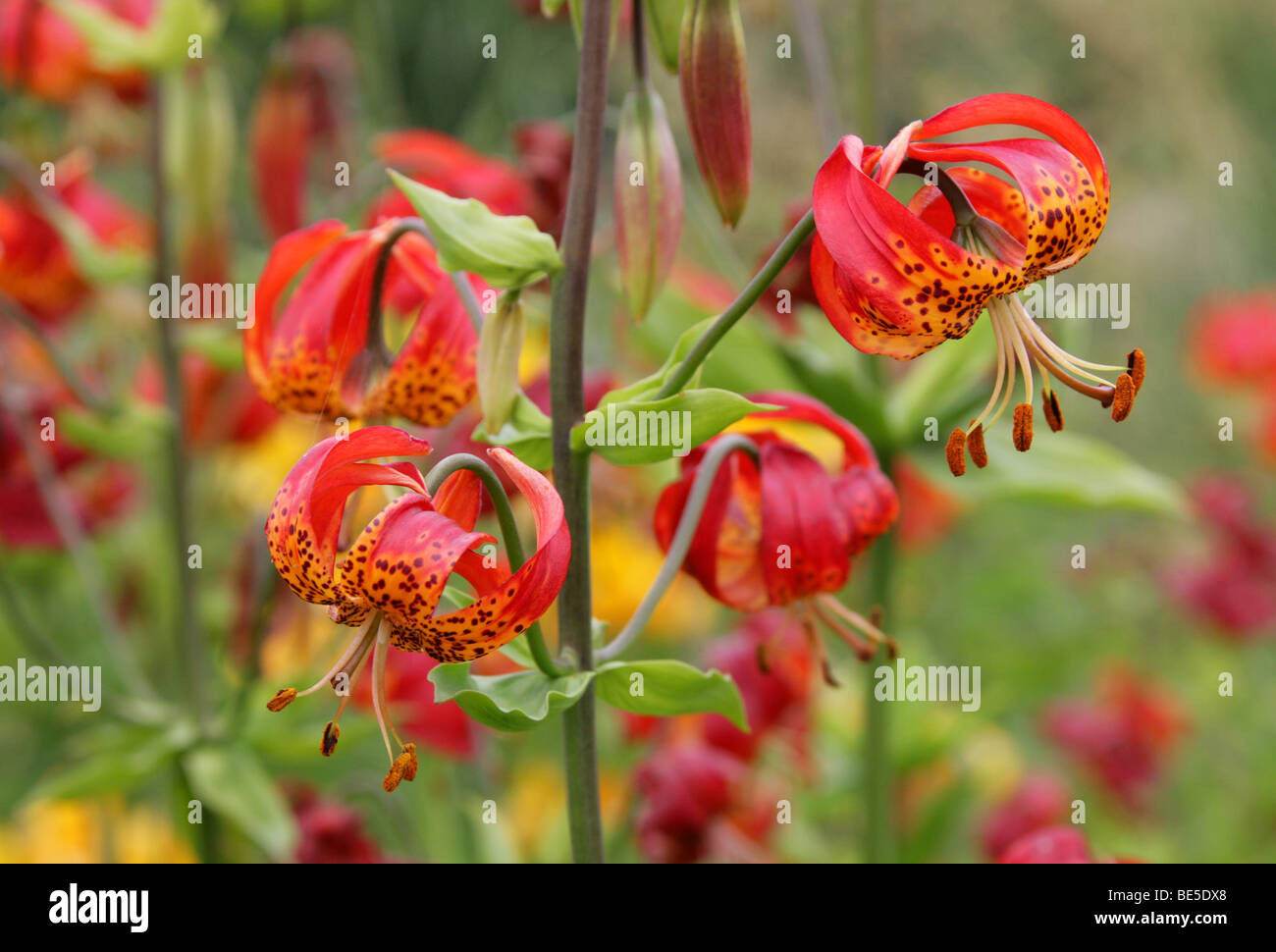 Turk's Cap Lily, Turban Lily, Swamp Lily or American Tiger Lily, Lilium superbum, Liliaceae, USA,  North America Stock Photo