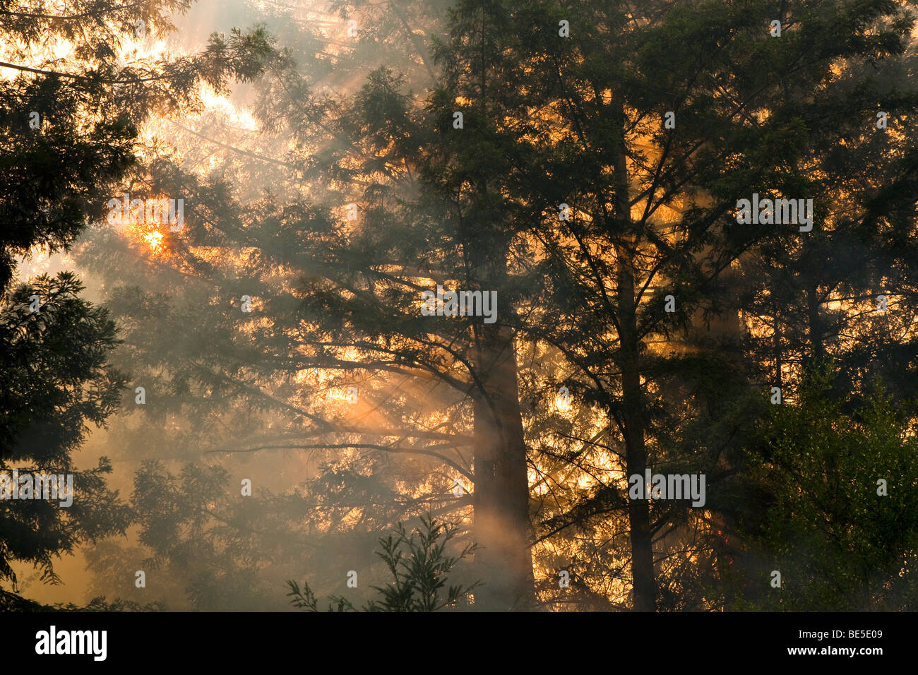 California Lockheed wildfire in Santa Cruz Mountains. CALFIRE/CDF ...