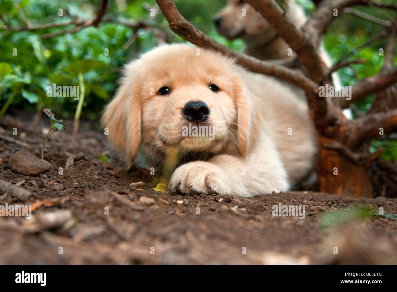 Eight week old Golden Retriever puppy laying in a garden Stock Photo ...