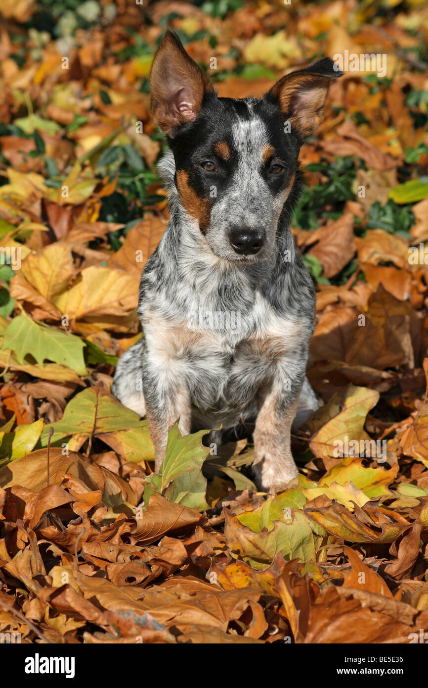 cattle dog x jack russell