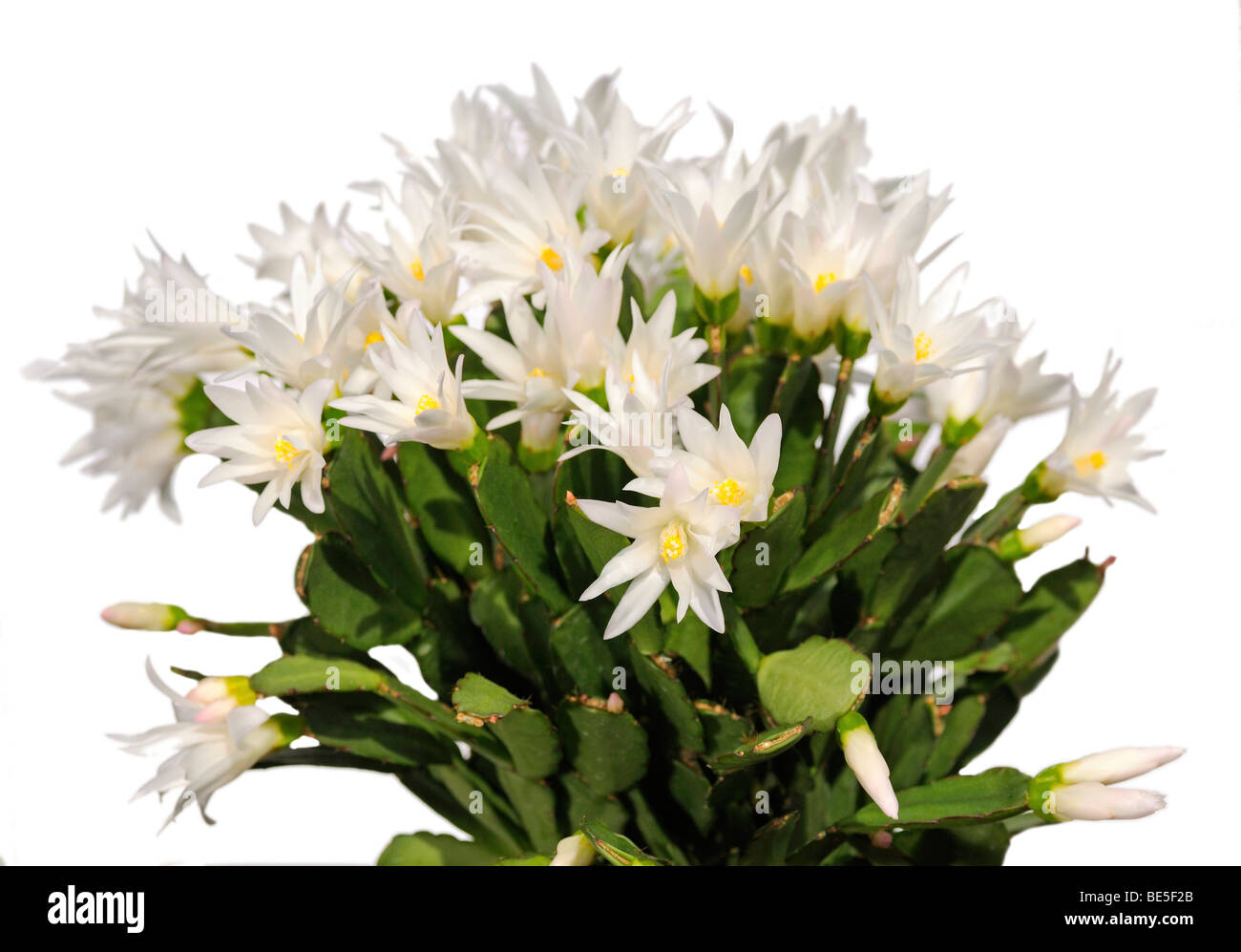 Blooming Easter cactus (Rhipsalidopsis hybrid) Stock Photo