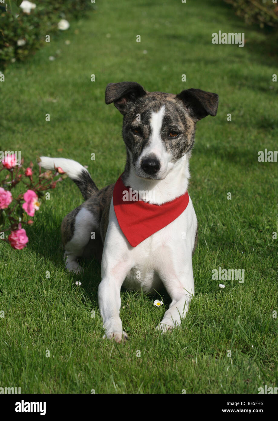 Malteser jack russell mixed breed hi-res stock photography and images -  Alamy