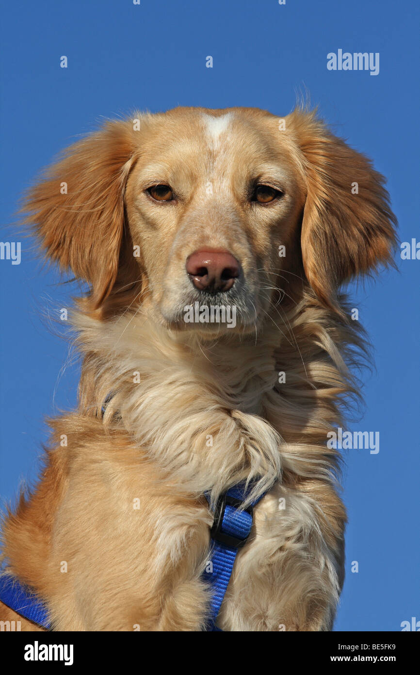 Golden Retriever, Nova Scotia Duck Tolling Retriever hybrid, portrait Stock  Photo - Alamy