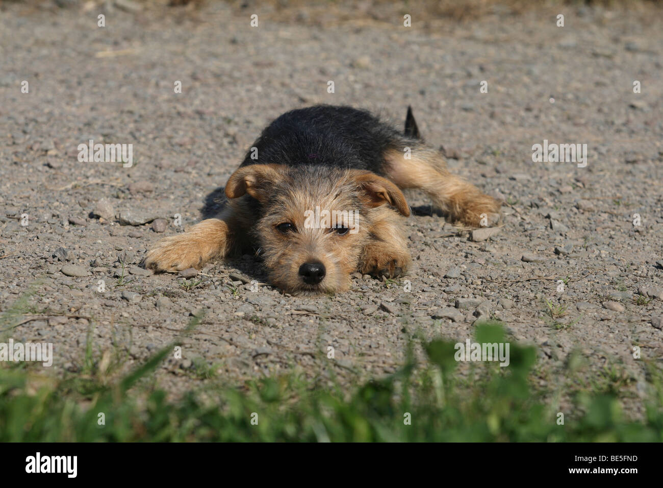 Yorkshire Terrier-Jack Russell Terrier hybrid, 14 weeks old, lying on a path in a park Stock Photo