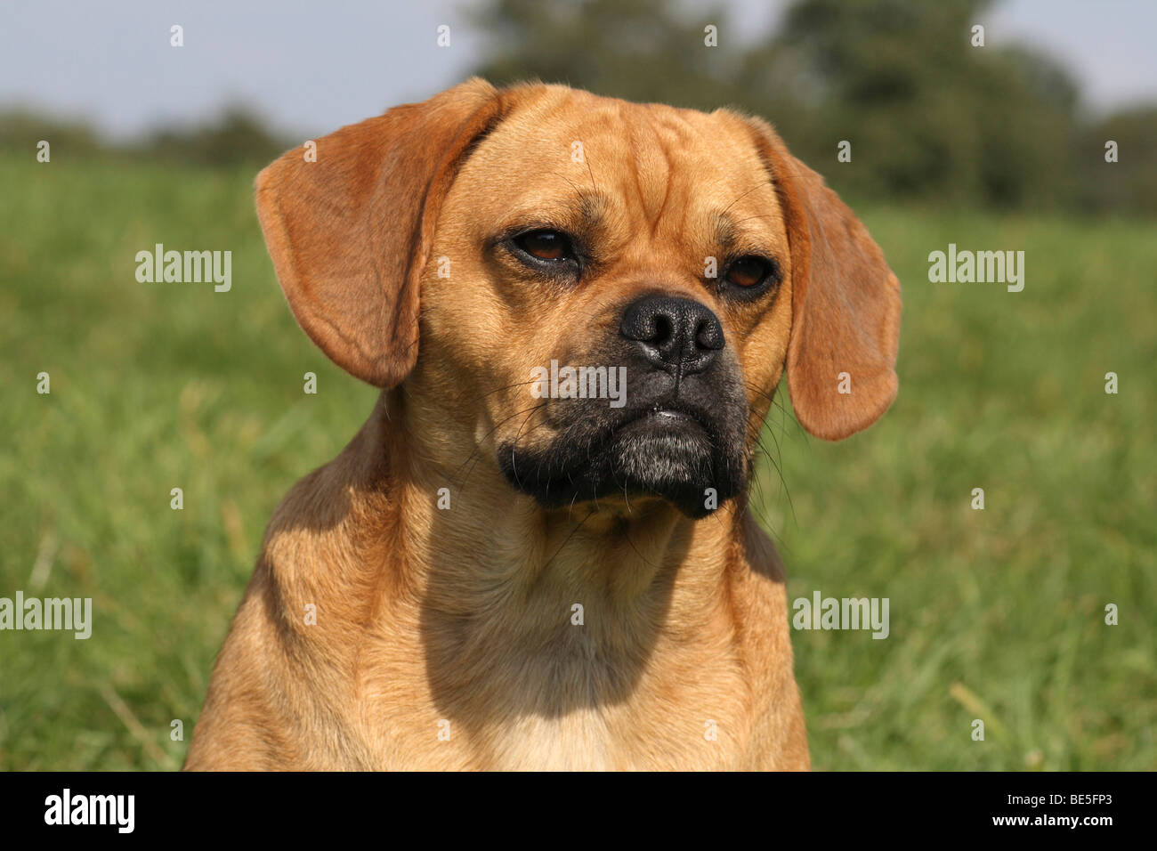 Mops Beagle Stock Photos & Mops Beagle Stock Images - Alamy