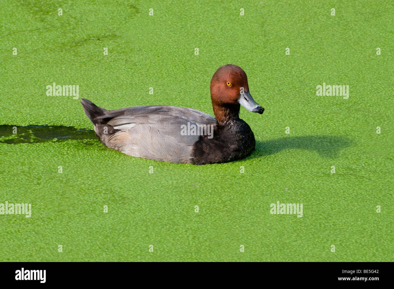 A Redhead Duck in a sea of duck-weed Stock Photo