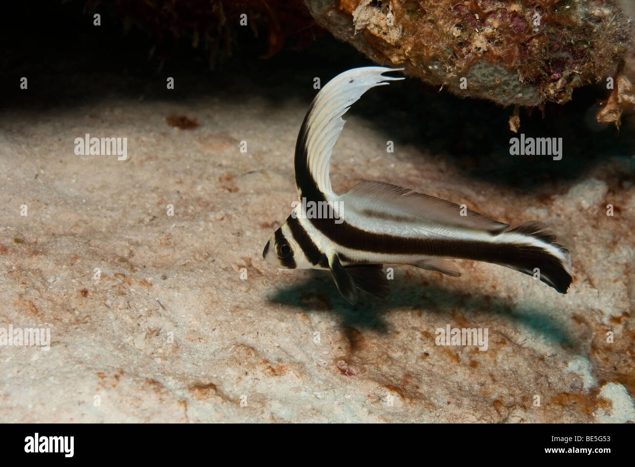 Spotted Drum (Equetus punctatus) in front of coral Stock Photo