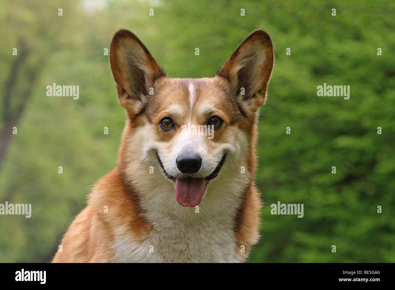 Pembroke Welsh Corgi, portrait Stock Photo - Alamy