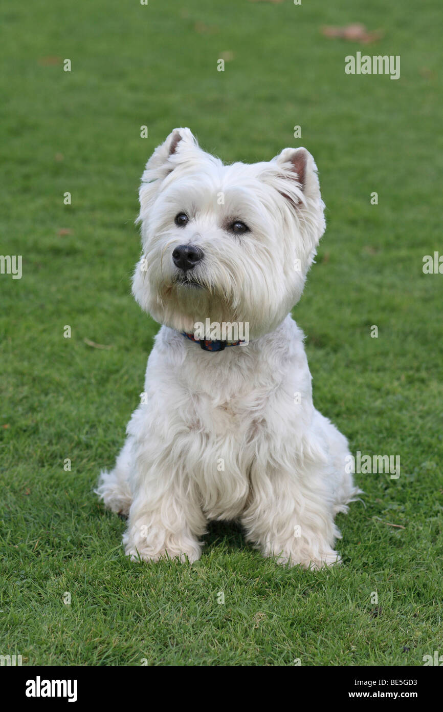 white west highland terrier