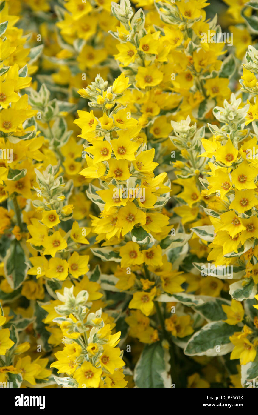 Variegated or Spotted Yellow Loosestrife, Circle Flower 'Alexander', Lysimachia punctata, Myrsinaceae (Primulaceae), Europe. Stock Photo