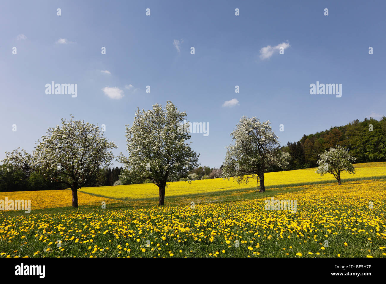 Blossoming pear trees near Steyr, Upper Austria, Austria, Europe Stock Photo