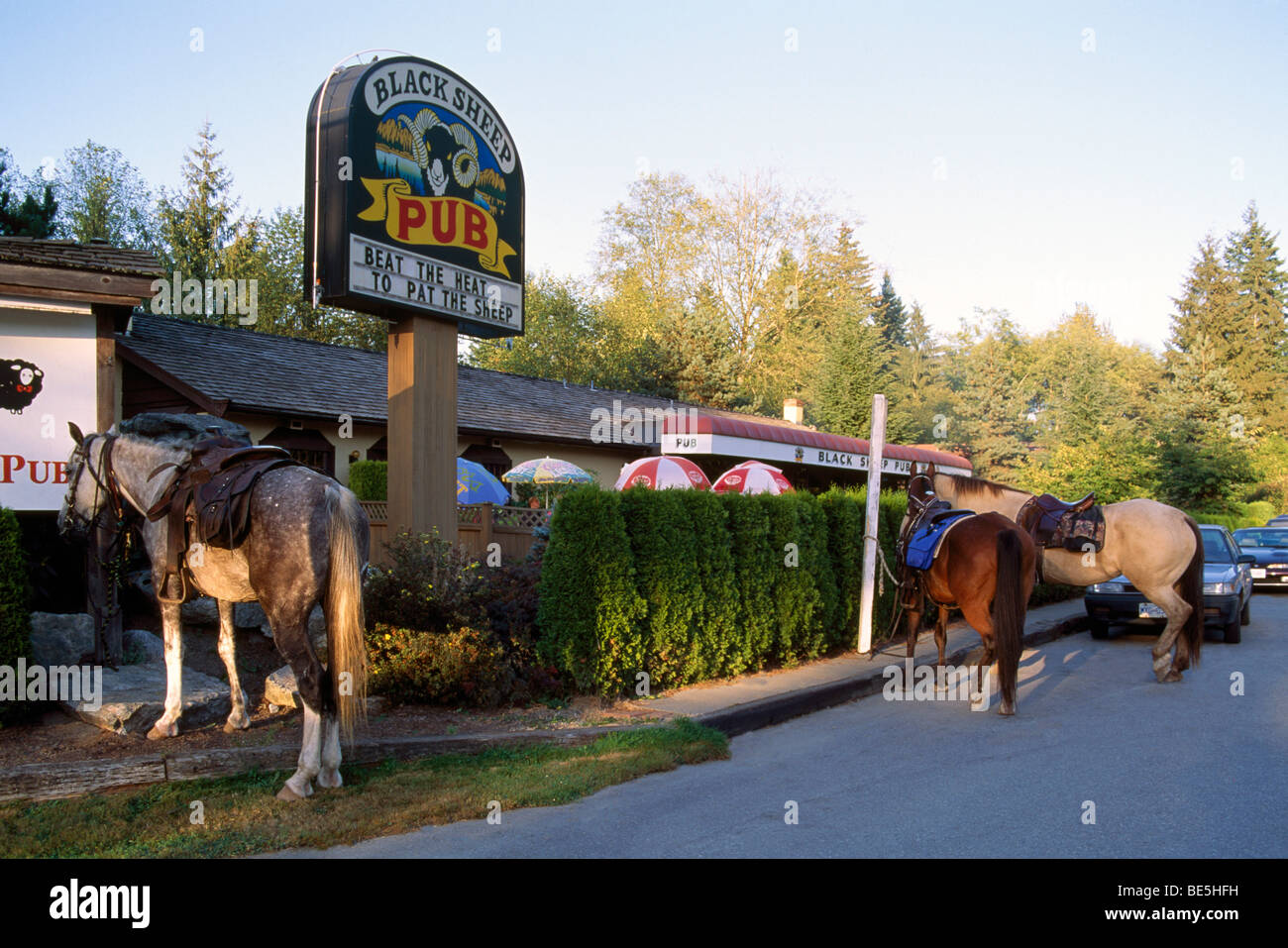 Maple Ridge, BC, Fraser Valley, British Columbia, Canada - Saddled Horses tied up and waiting at Pub to carry Owners Home Stock Photo