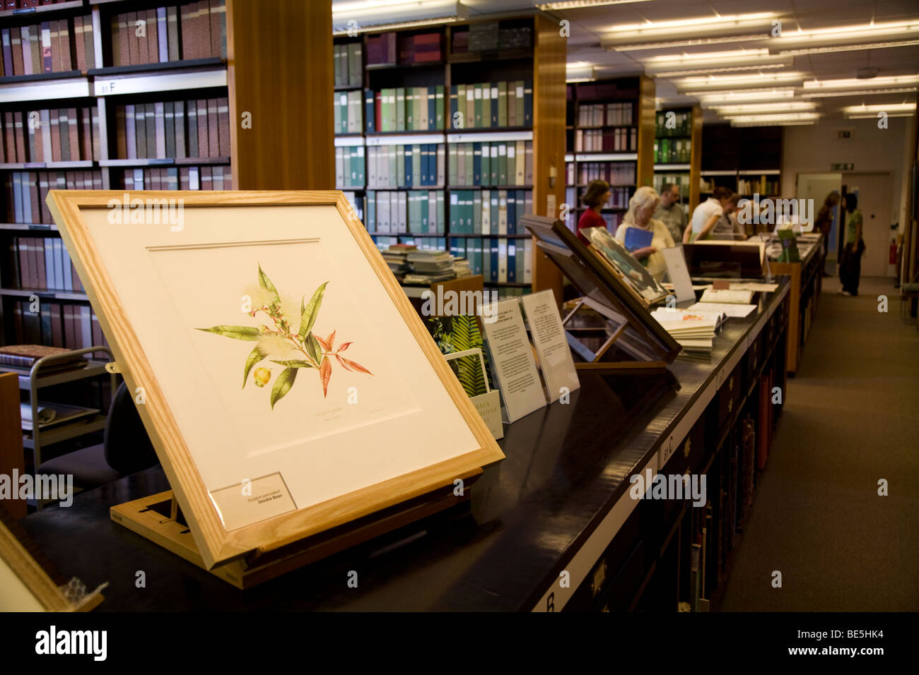 The interior of Wing D of the Herbarium at Kew Royal Botanic Gardens, UK. Stock Photo