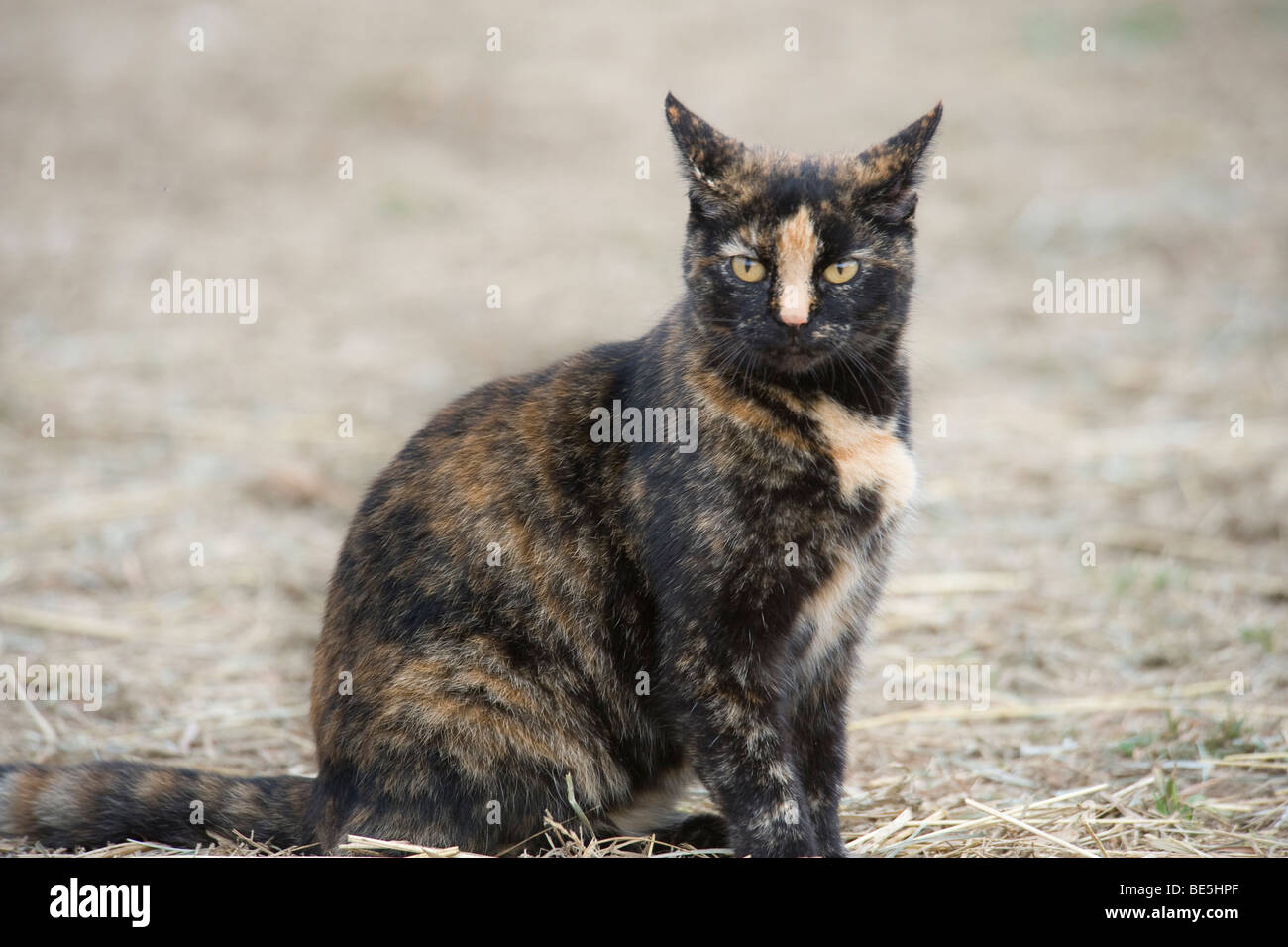 Calico barn cat sitting in straw Stock Photo