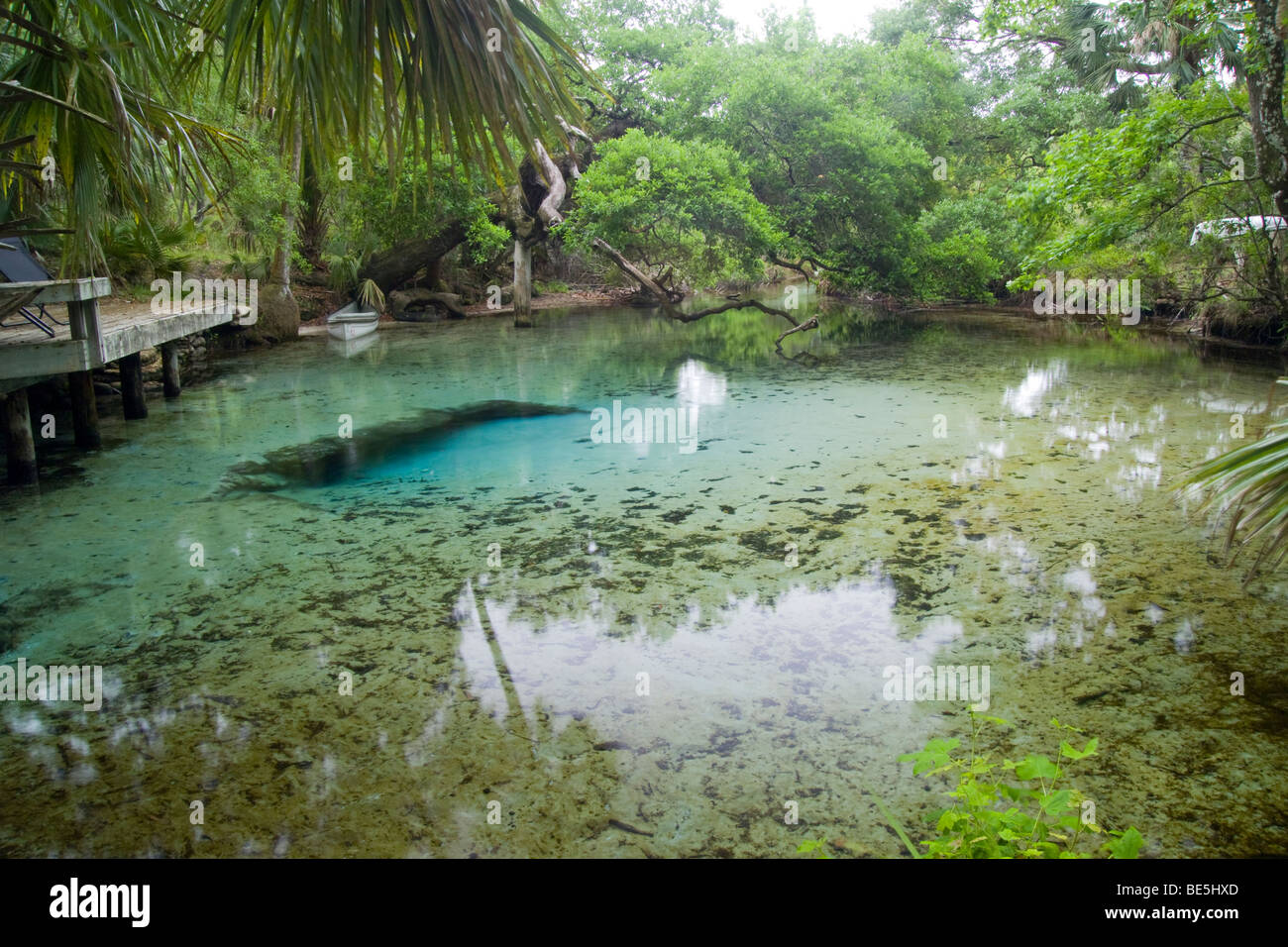 Sweetwater Spring Ocala National Forest Fl Stock Photo 25939381