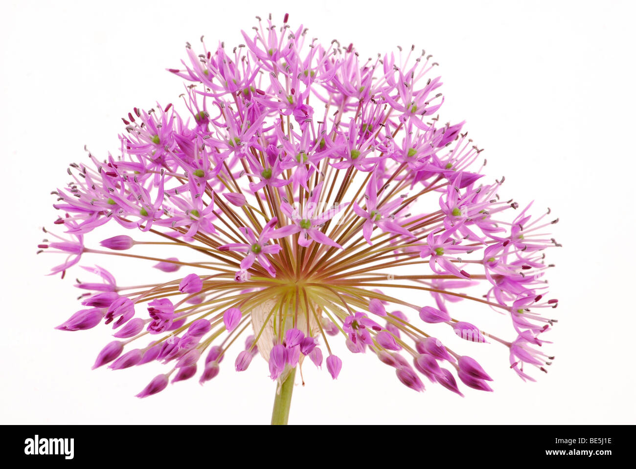 Decorative Allium flower head Stock Photo