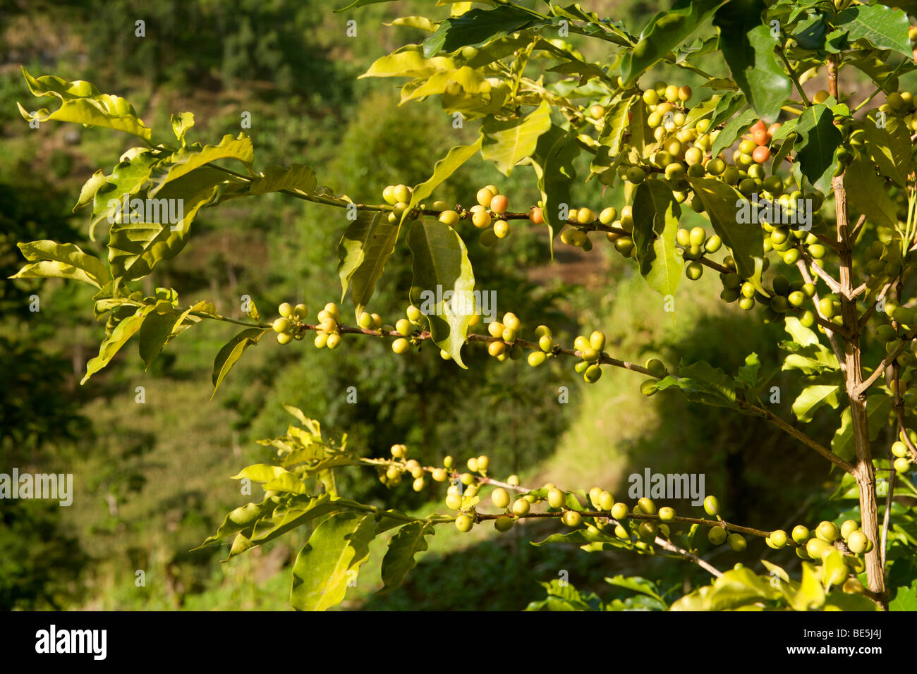 Coffee beans growing on a coffee plant in Uganda Stock Photo Alamy