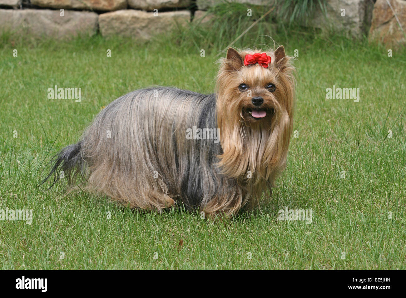 Yorkshire Terrier, female, 9 years old, standing on a meadow, sideways Stock Photo