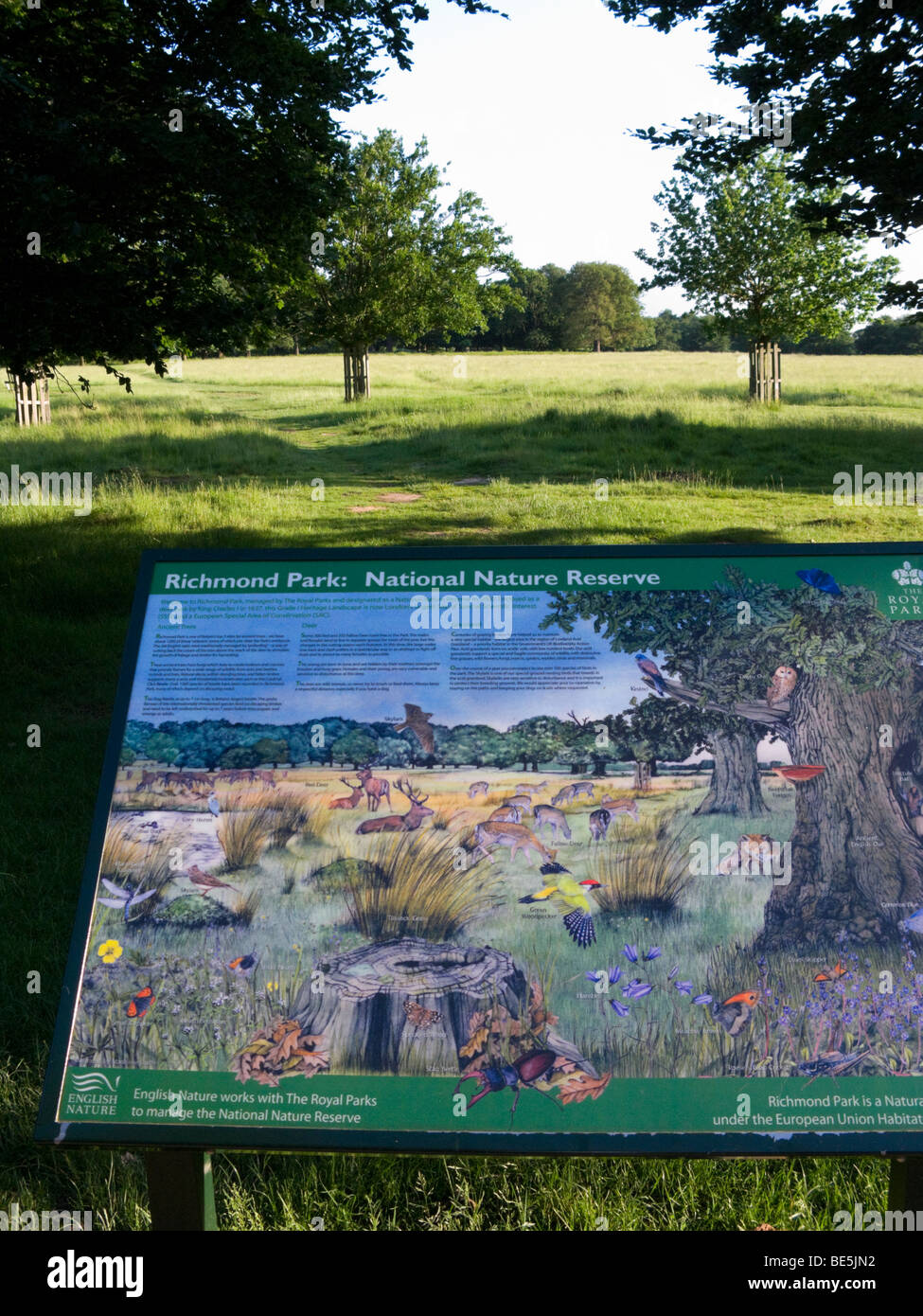 Displayed pictorial nature reserve guide / illustrated map of Richmond Park. UK. Stock Photo