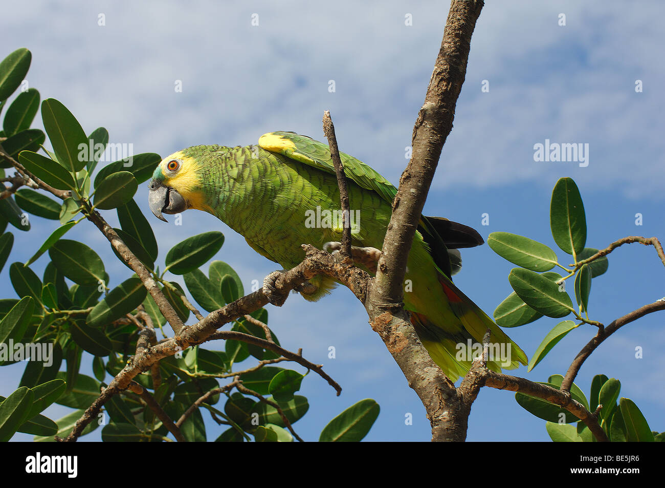 Orangewinged Amazon on branch / Amazona amazonica Stock Photo Alamy