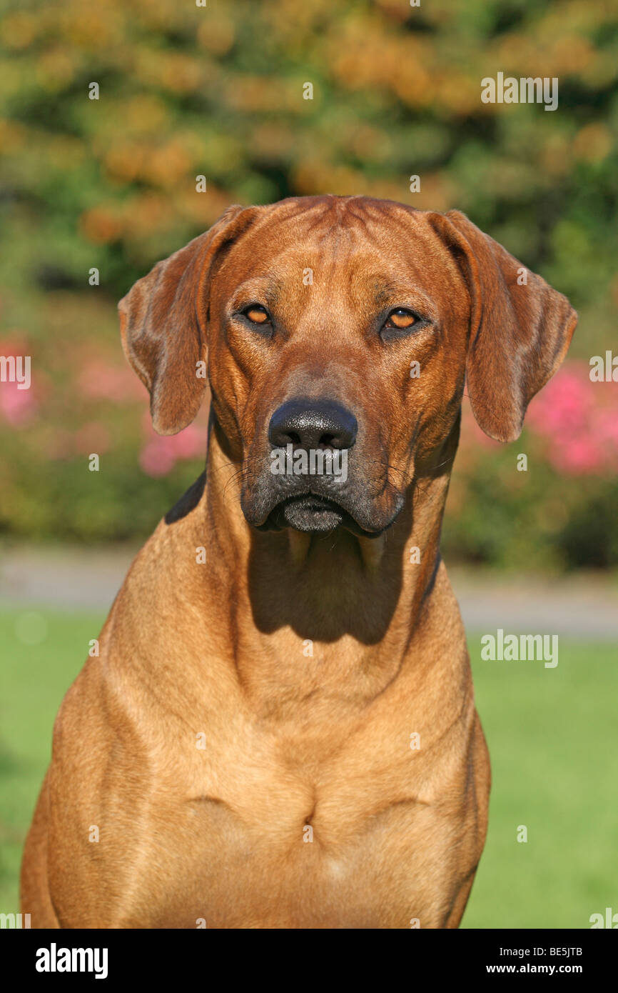 Rhodesian Ridgeback portrait Stock Photo - Alamy