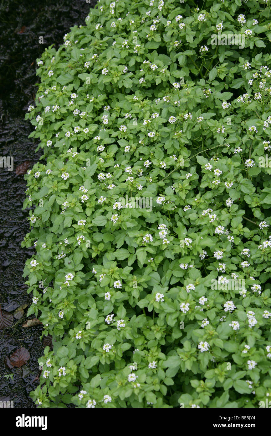 Wild Watercress, Nasturtium officinale, Brassicaceae. UK Stock Photo