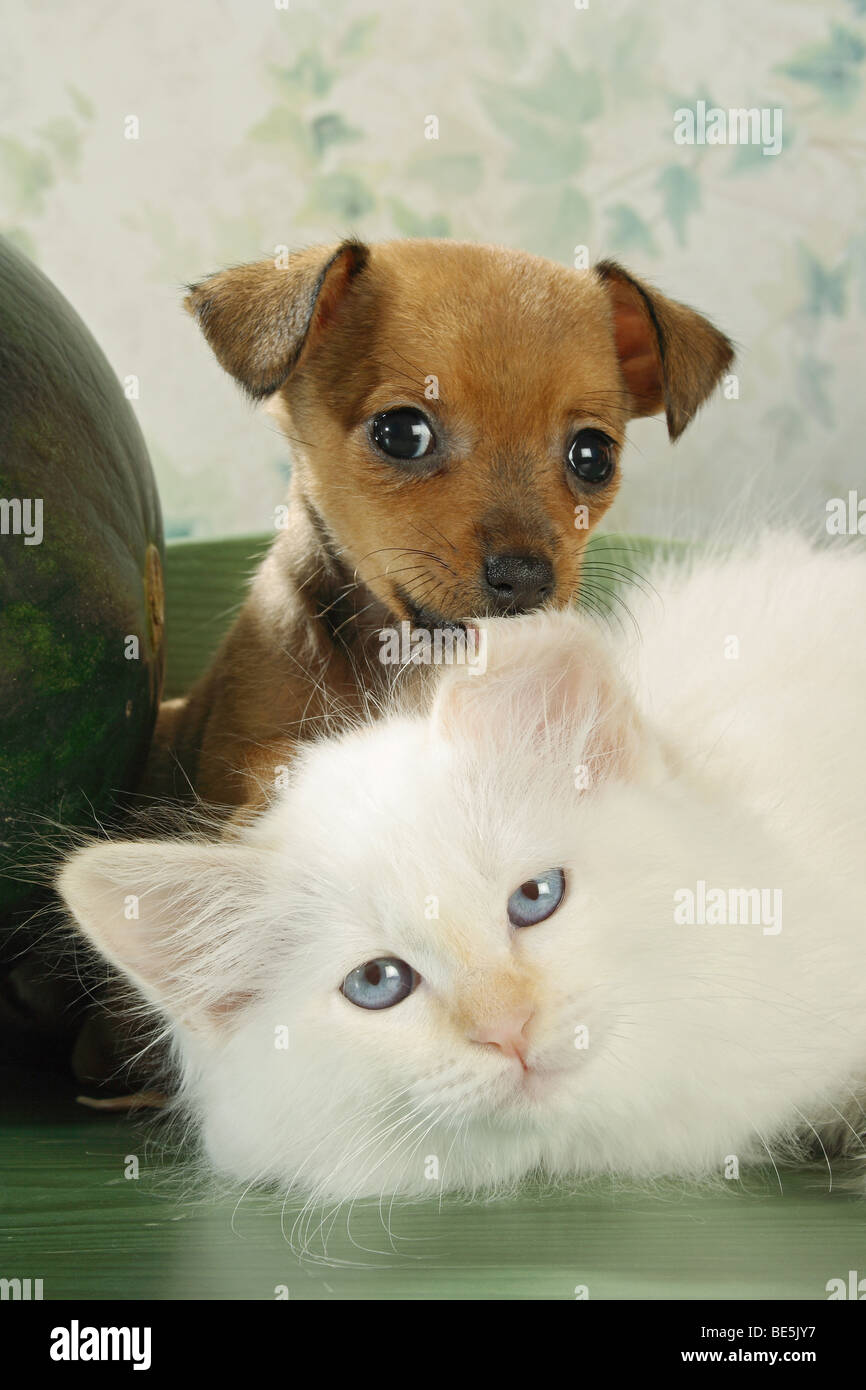 animal friendship: Sacred cat of Burma kitten and Russian Toy Terrier puppy Stock Photo