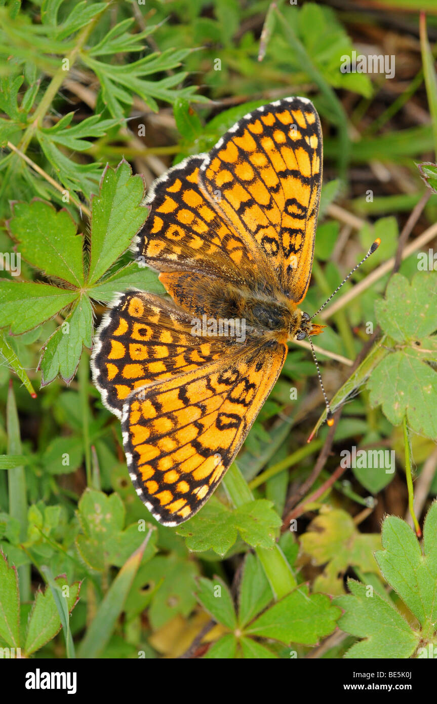 Heath Fritillary (Melitaea spec.) Stock Photo
