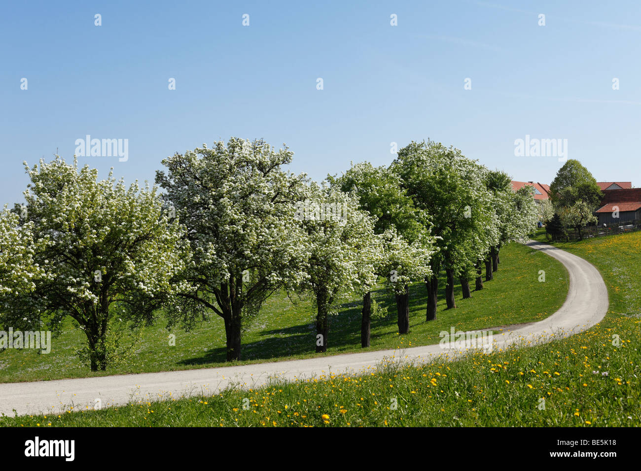 Blossoming pear trees, Mostviertel near Biberbach, Moststrasse, Lower Austria, Austria, Europe Stock Photo