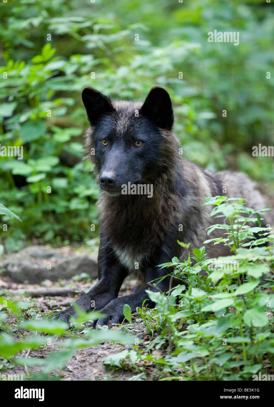Eastern Canadian Wolf (Canis lupus lycaon), black variant Stock Photo