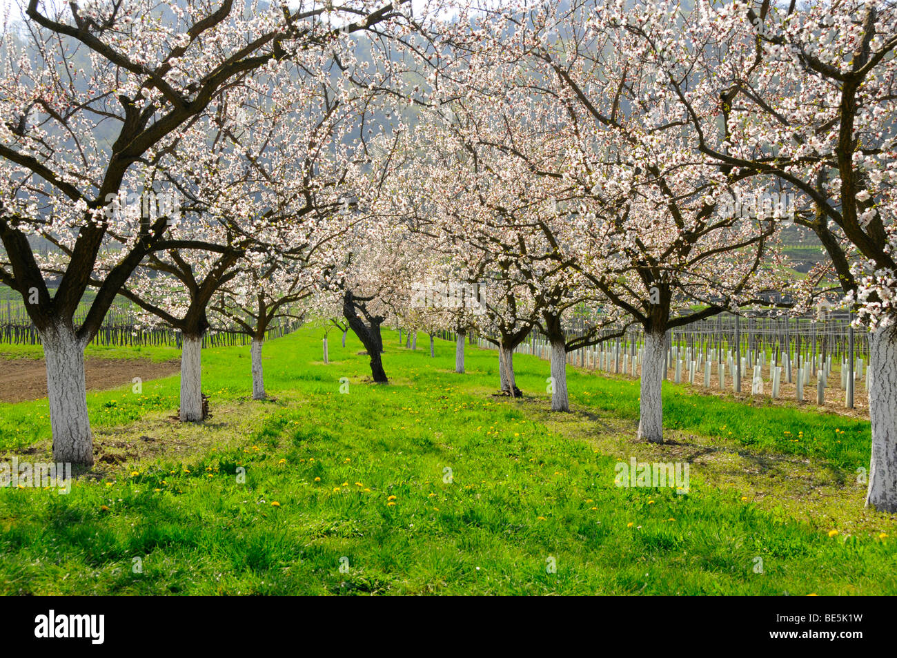 Apricot trees (Prunus armeniaca) in bloom, Wachau, Austria's biggest