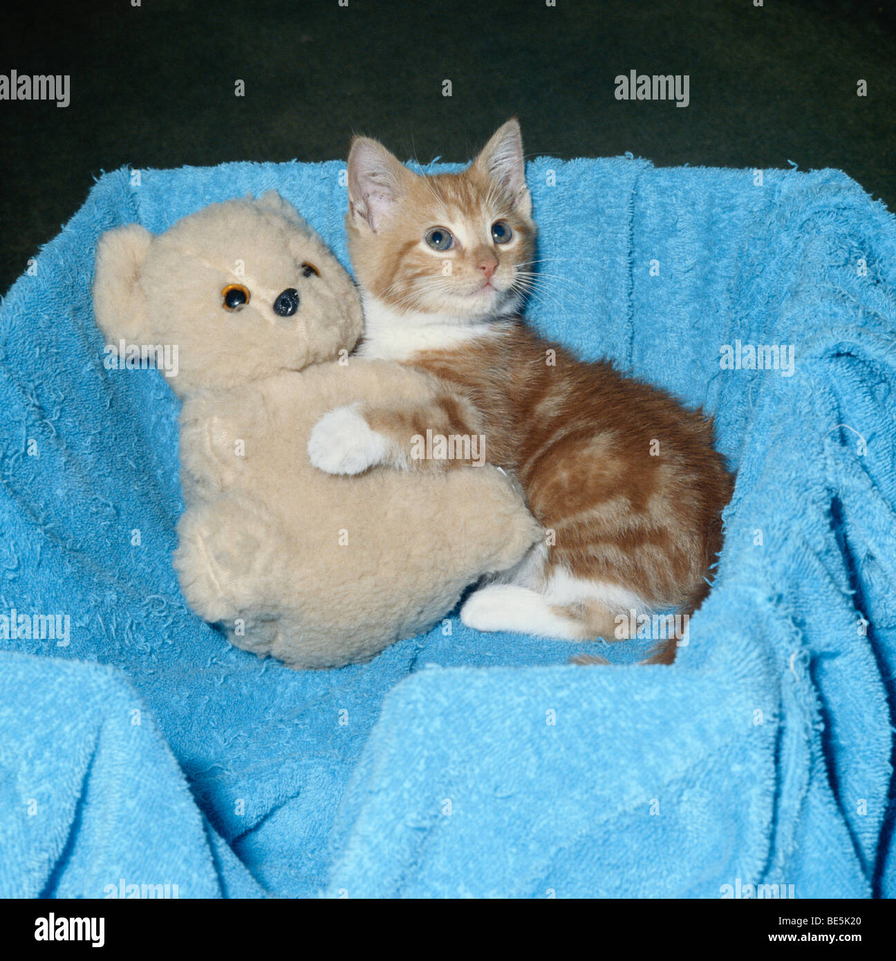 Orphan 'ginger and white' kitten with toy teddy bear friend Stock Photo