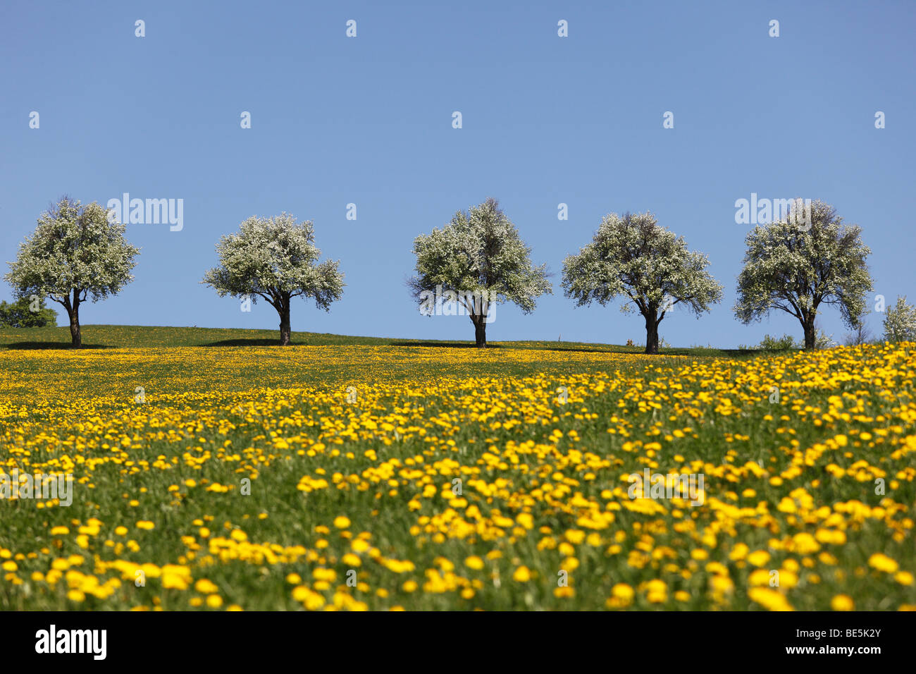 Blossoming pear trees, dandelion meadow, Mostviertel, Lower Austria, Austria, Europe Stock Photo