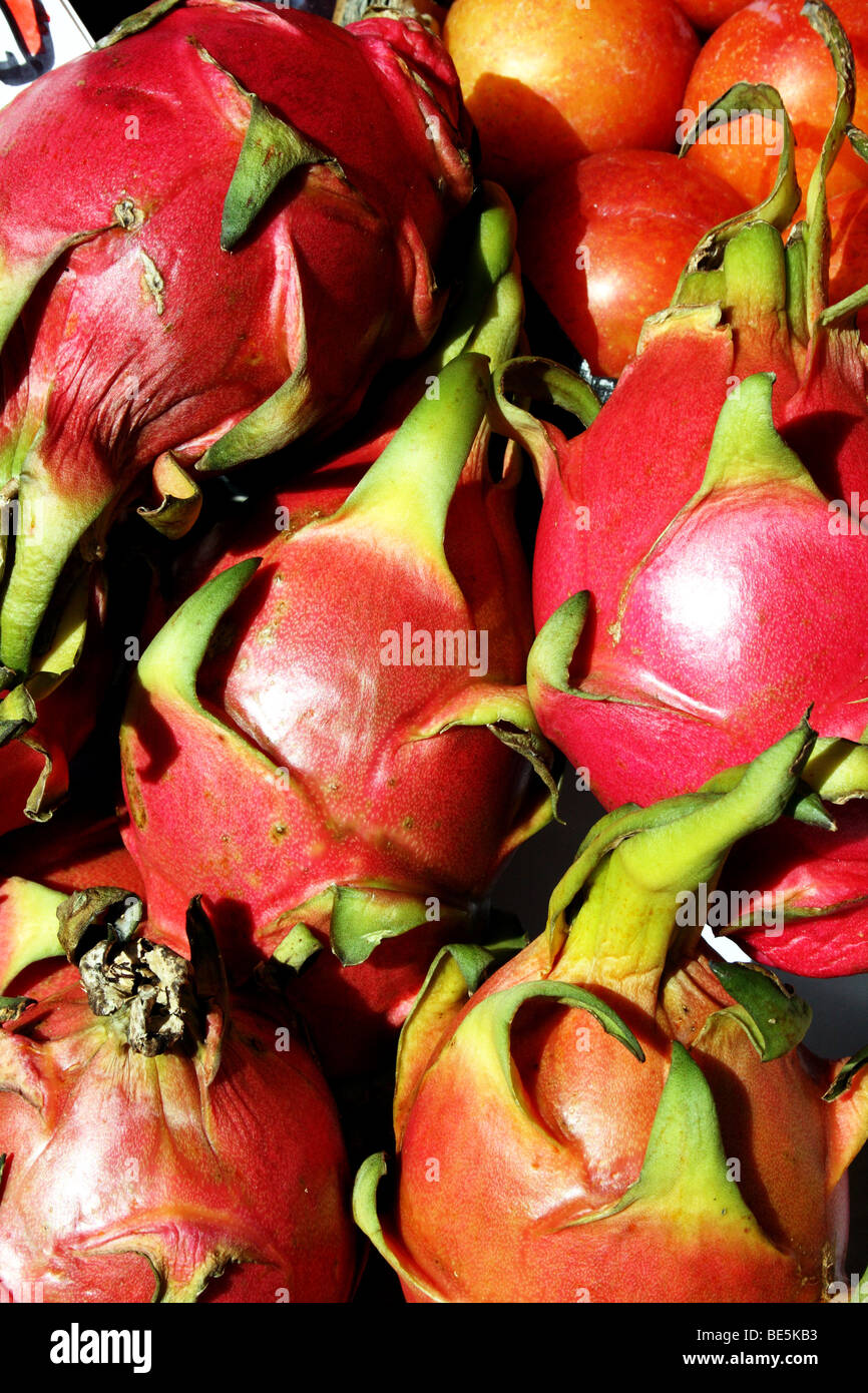 Dragon Fruit Pitaya Hylocereus undatus Family Cactaceae also known as the Strawberry Pear an edible fruit of the Cacti Family Stock Photo